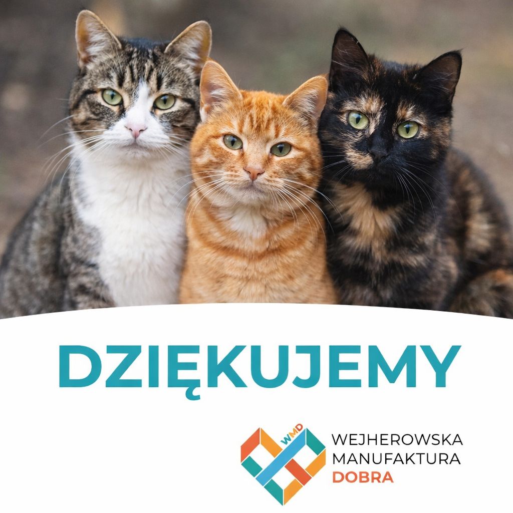 Podsumowanie akcji  bezpłatnej sterylizacji i kastracji kotów właścicielskich